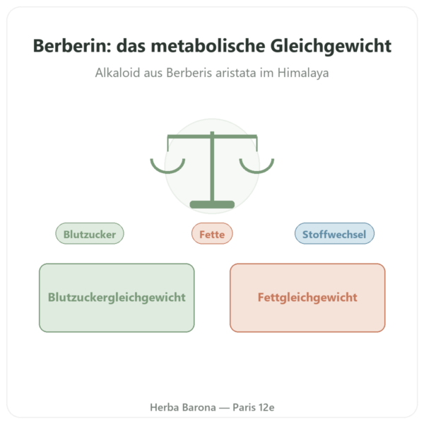 Berberin – Dynveo – 300 mg – 60 Kapseln Vorstellung Paris Herba Barona