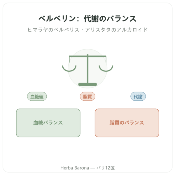 ベルベリン – Dynveo – 60カプセル presentation Paris Herba Barona