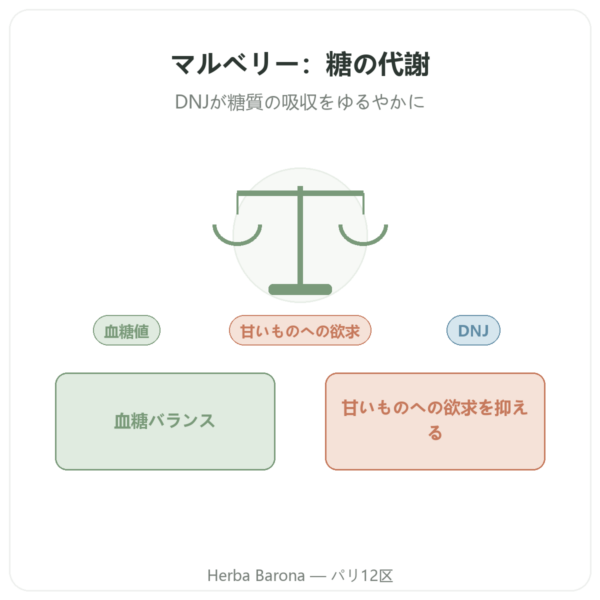 マルベリー(白桑)– DNJ 5%含有 – 60カプセル – DYNVEO presentation Paris Herba Barona