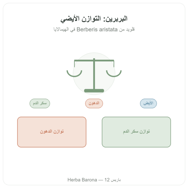 بربرين – Dynveo – 60 كبسولة عرض المنتج Paris Herba Barona