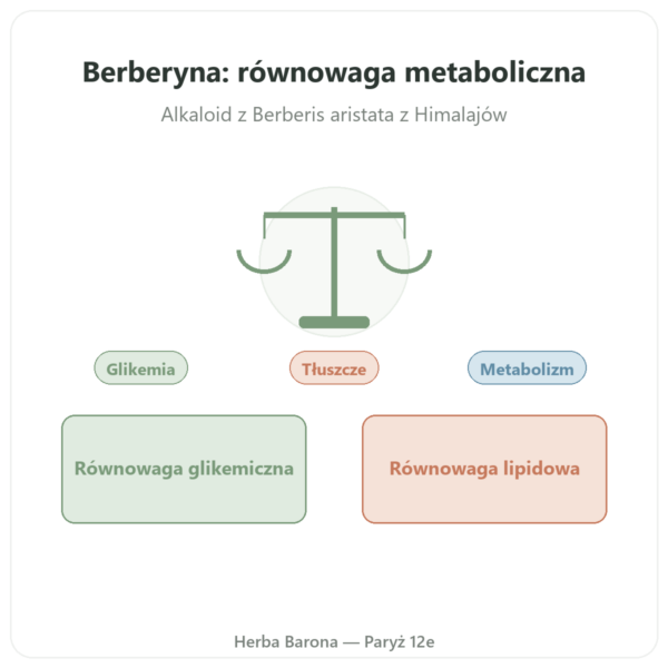 Berberyna – Dynveo – 60 kapsułek prezentacja Paris Herba Barona