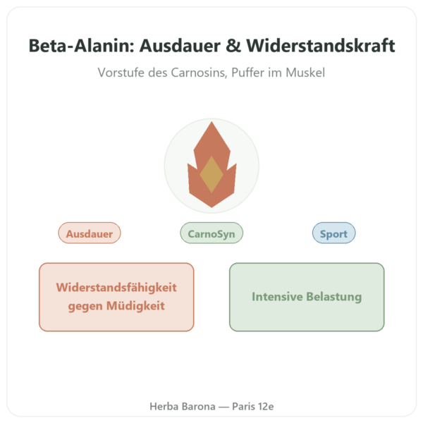 Beta-Alanin Pulver – 240 g – Nutrimuscle Vorstellung Paris Herba Barona