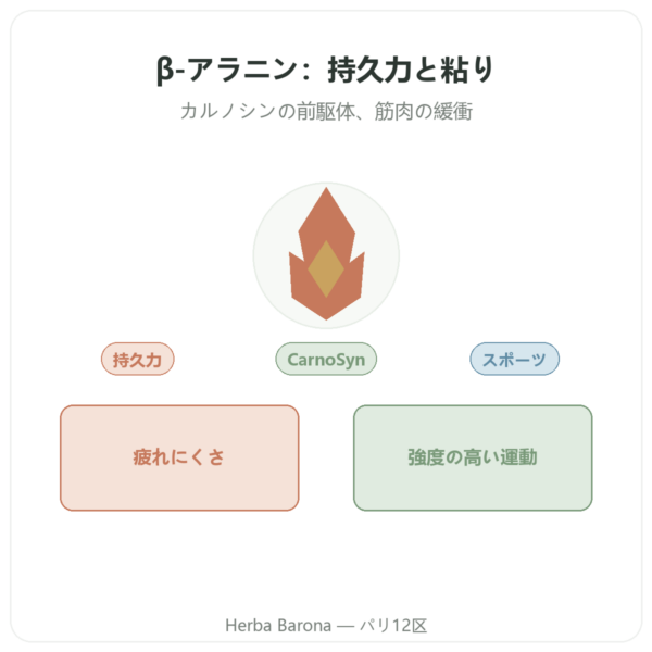 ベータアラニン パウダー 240g – Nutrimuscle presentation Paris Herba Barona