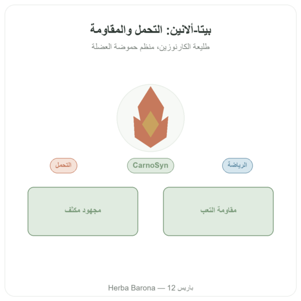بيتا ألانين بودرة 240g – Nutrimuscle عرض المنتج Paris Herba Barona