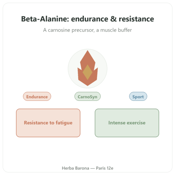 Beta-Alanine Powder 240g – Nutrimuscle presentation Paris Herba Barona