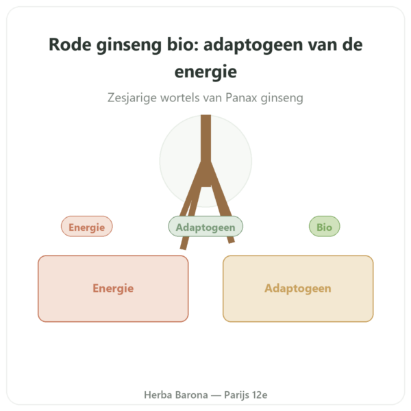 Bio Rode Ginseng – Dynveo – 20% Ginsenosiden – 200 mg – 60 caps. presentatie Paris Herba Barona