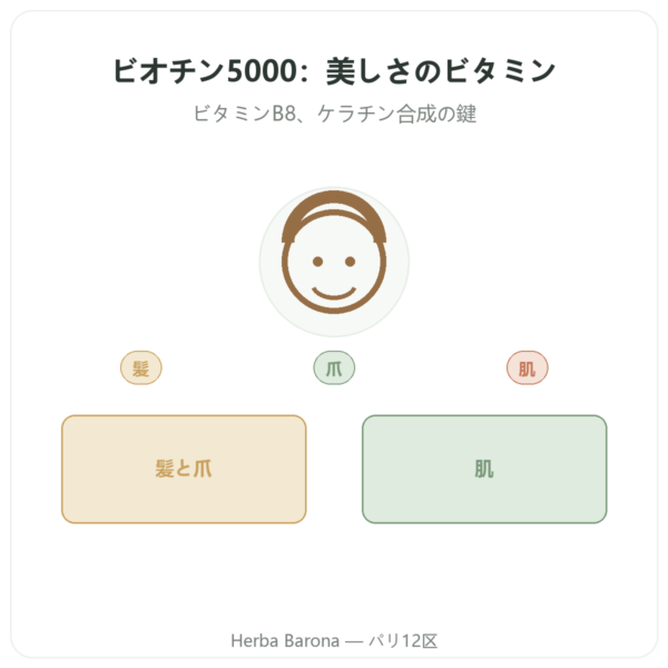 ビオチン – 5000 mcg – 120カプセル – Doctor’s best presentation Paris Herba Barona