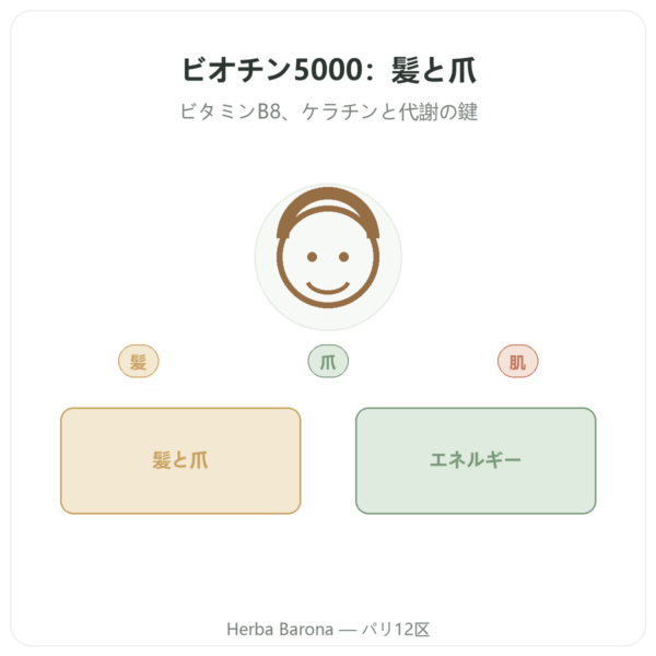 Biotin ビオチン – 5000 mcg – 120カプセル – NOW Foods presentation Paris Herba Barona