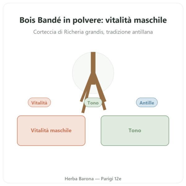 Bois Bandé in polvere afrodisiaco per uomo presentazione Paris Herba Barona