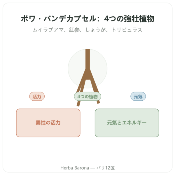 Bois Bandé – 75カプセル – 男性の活力サポート presentation Paris Herba Barona