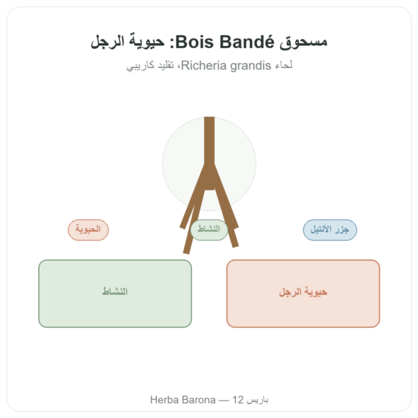 بوا باندي مسحوق – منشط رجولي طبيعي عرض المنتج Paris Herba Barona