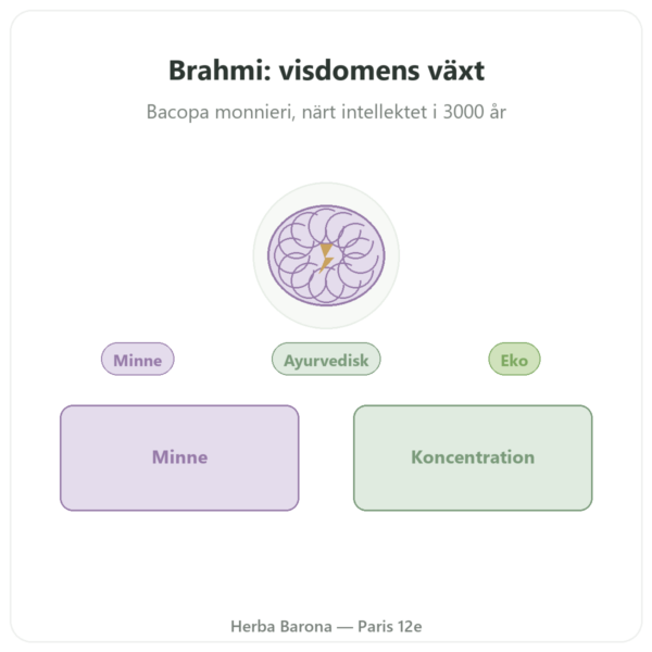 Brahmi (Bacopa Monnieri) Extrakt – Ayur-vana – 60 kapslar presentation Paris Herba Barona