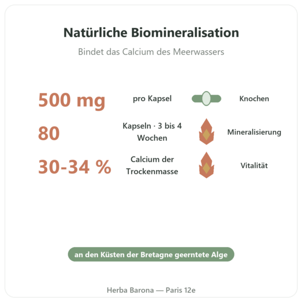 Bretonisches Lithothamnium 500 mg – 80 Kapseln – Vecteur Santé Vorteile und Fakten Paris Herba Barona