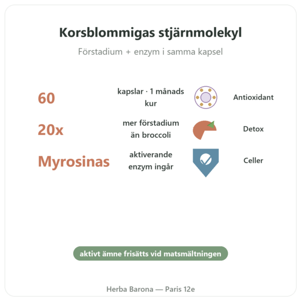 Broccomax Sulforafan Broccoliextrakt Jarrow Formulas – 60 kapslar fördelar och nyckelfakta Paris Herba Barona