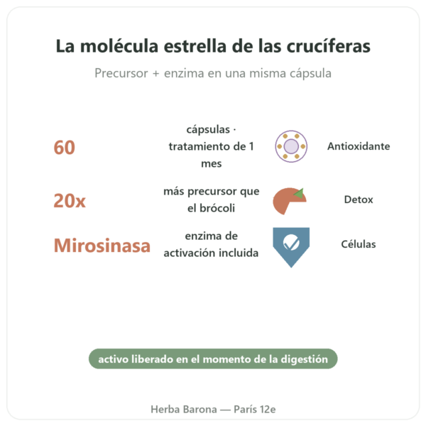 BroccoMax Sulforafano Extracto de Brócoli – Jarrow Formulas – 60 Cápsulas beneficios y datos clave Paris Herba Barona