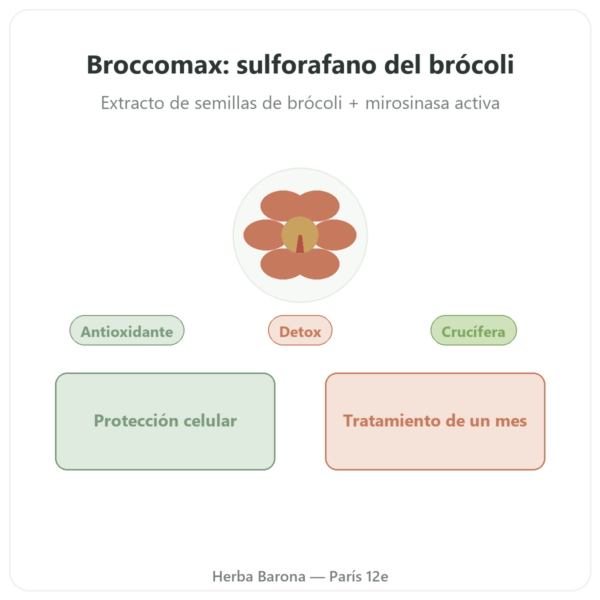 BroccoMax Sulforafano Extracto de Brócoli – Jarrow Formulas – 60 Cápsulas presentación Paris Herba Barona