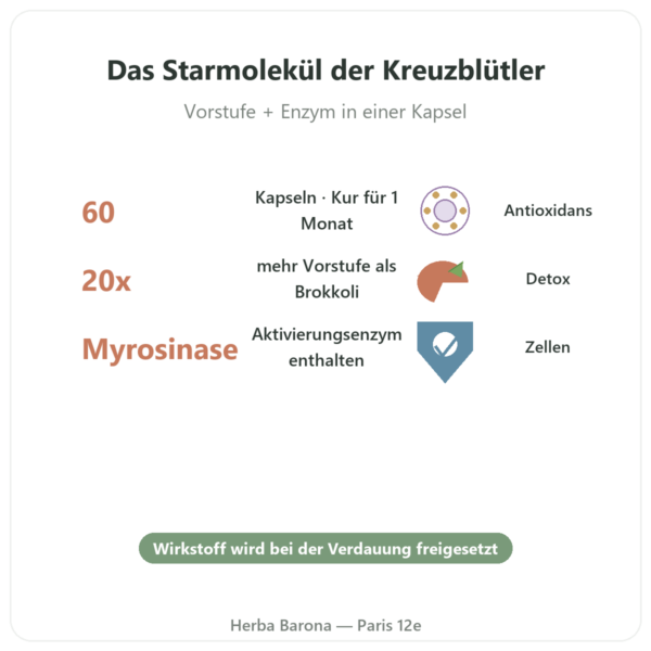 BroccoMax Sulforaphan – Jarrow Formulas – 60 Kapseln Vorteile und Fakten Paris Herba Barona