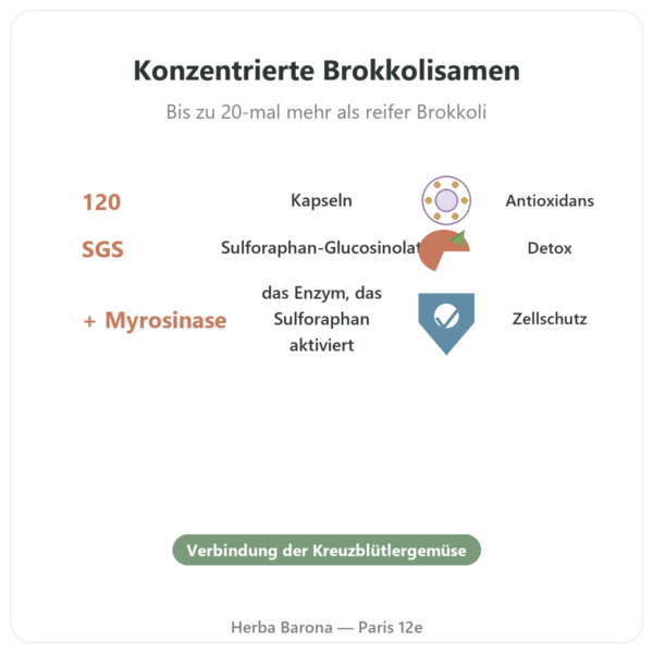 BroccoMax Sulforaphan Brokkoli-Extrakt – Jarrow Formulas – 120 Kapseln Vorteile und Fakten Paris Herba Barona