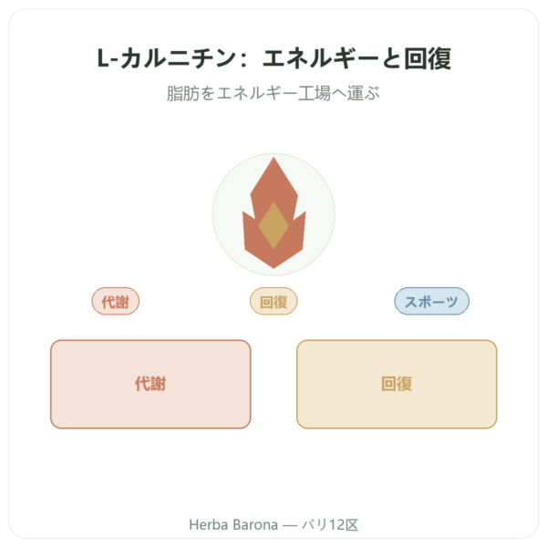 L-カルニチン Dynveo(酒石酸塩)Carnipure® – 500mg / 300カプセル presentation Paris Herba Barona