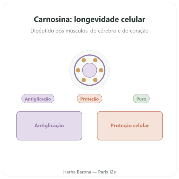 Carnosina 500 mg 60 cápsulas DYNVEO apresentação Paris Herba Barona