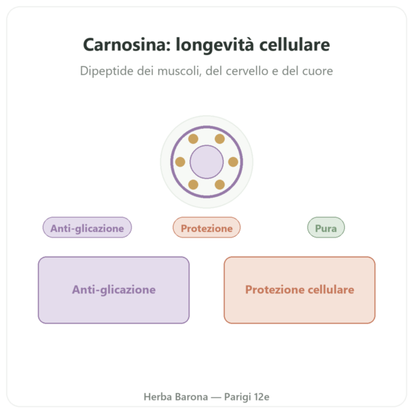 Carnosina 500 mg 60 capsule DYNVEO presentazione Paris Herba Barona