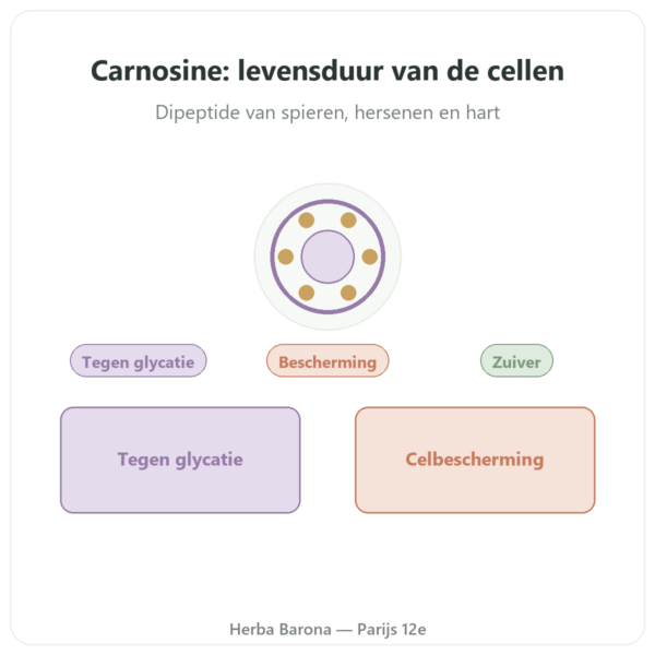 Carnosine 500 mg 60 capsules – DYNVEO presentatie Paris Herba Barona