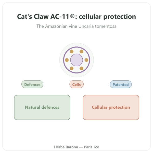 Cat's Claw AC-11 - Dynveo - 350mg - 60 Capsules presentation Paris Herba Barona