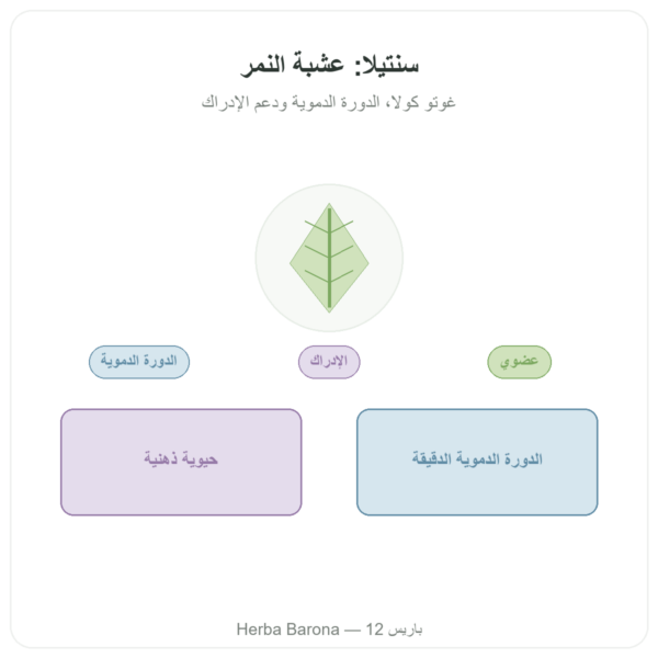سينتيلا أسياتيكا عضوية (غوتو كولا) – Ayur-vana – 60 كبسولة عرض المنتج Paris Herba Barona