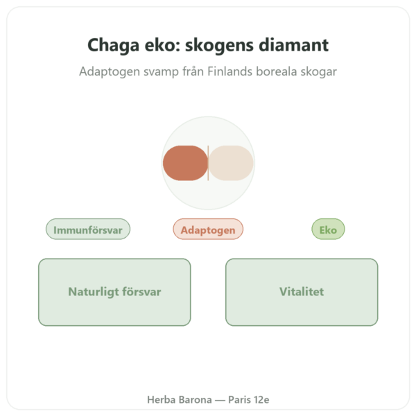 Chaga EKO – SIHO 60 kapslar presentation Paris Herba Barona