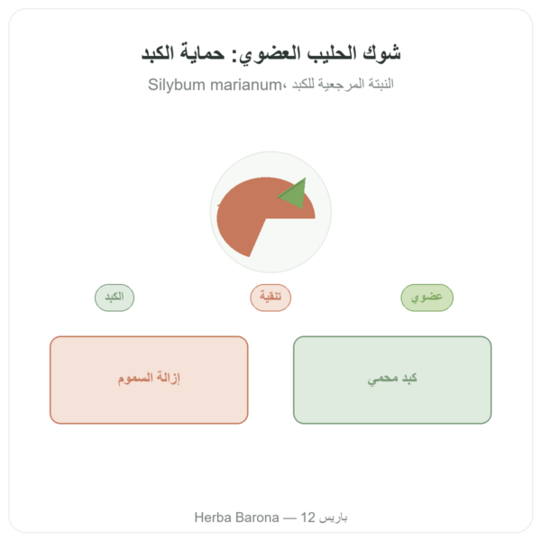شوك مريم العضوي Dynveo 60 كبسولة 200 ملغ عرض المنتج Paris Herba Barona