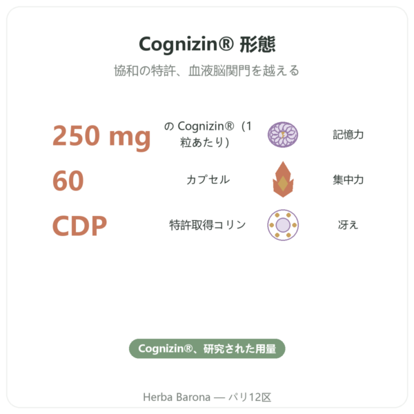 シチコリン Cognizin® : CDPコリン – Dynveo – 60カプセル benefits and key facts Paris Herba Barona
