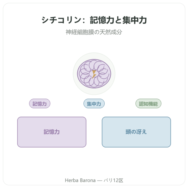 シチコリン Cognizin® : CDPコリン – Dynveo – 60カプセル presentation Paris Herba Barona