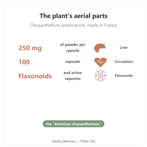 Chrysanthellum – Neodiet – 100 capsules benefits and key facts Paris Herba Barona
