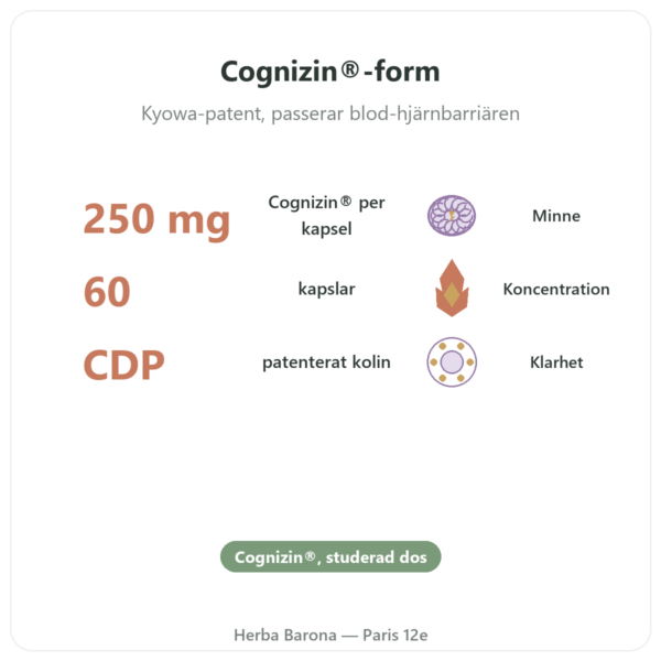 Citikolin Cognizin®: CDP-Kolin – Dynveo – 60 kapslar fördelar och nyckelfakta Paris Herba Barona