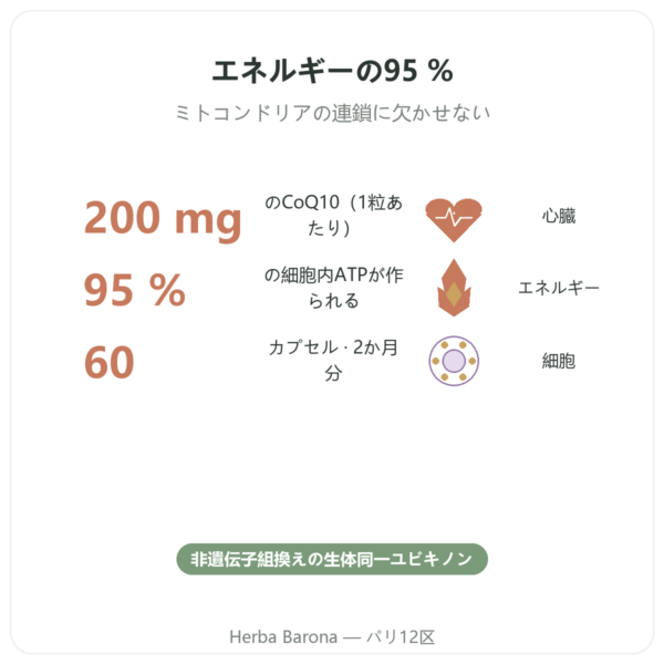 コエンザイムQ10 – SIHO – 200 mg – 60カプセル benefits and key facts Paris Herba Barona