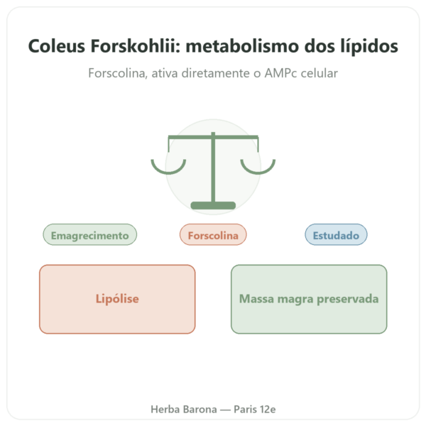 Coleus Forskohlii – Ayur-vana – 60 cápsulas apresentação Paris Herba Barona