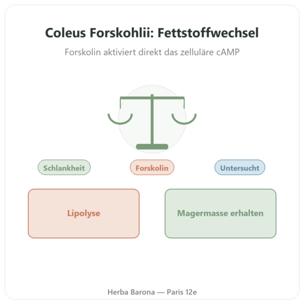 Coleus Forskohlii – Ayur-vana – 60 Kapseln Vorstellung Paris Herba Barona