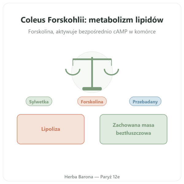 Coleus Forskohlii – Ayur-vana – 60 kapsułek prezentacja Paris Herba Barona
