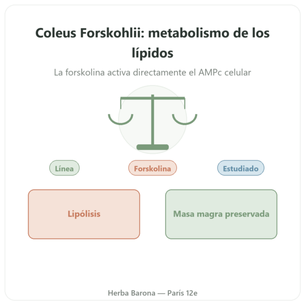 Coleus Forskohlii – Ayur-vana – 60 Cápsulas presentación Paris Herba Barona