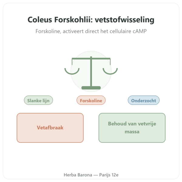 Coleus Forskohlii – Ayur-vana – 60 capsules presentatie Paris Herba Barona