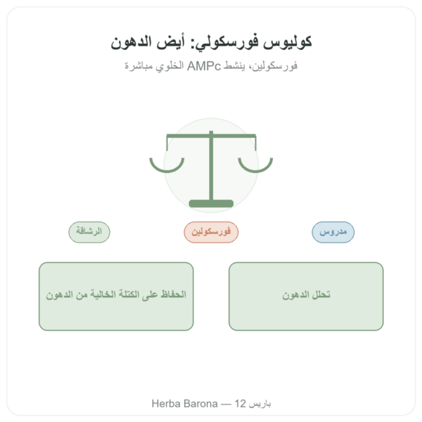كوليوس فورسكوهلي – Ayur-vana – 60 كبسولة عرض المنتج Paris Herba Barona