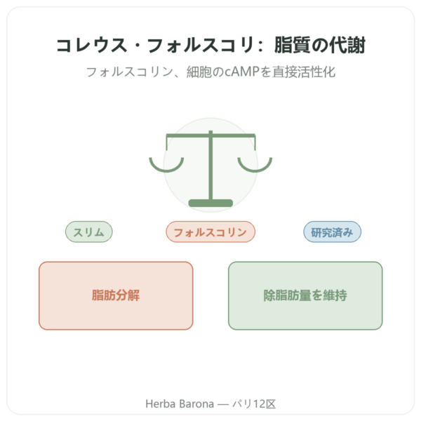 Coleus Forskohlii – Ayur-vana – 60カプセル presentation Paris Herba Barona