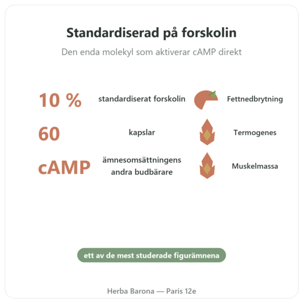 Coleus Forskohlii – Ayur-vana – 60 kapslar fördelar och nyckelfakta Paris Herba Barona