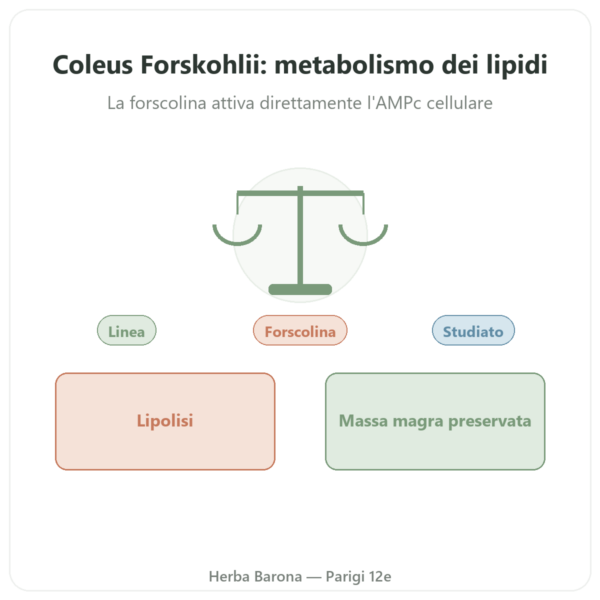 Coleus Forskohlii – Ayur-vana – 60 capsule presentazione Paris Herba Barona