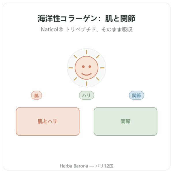 濃縮マリンコラーゲン – Dynveo – 120カプセル presentation Paris Herba Barona