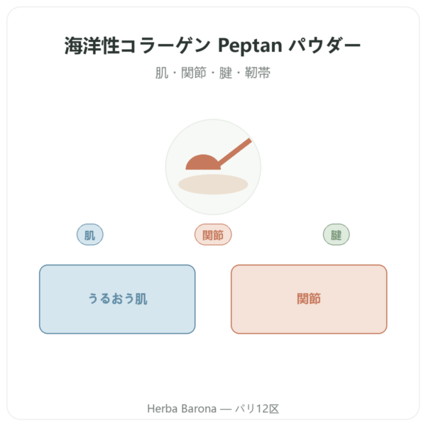 加水分解マリンコラーゲン パウダー – ペプチド – Dynveo presentation Paris Herba Barona