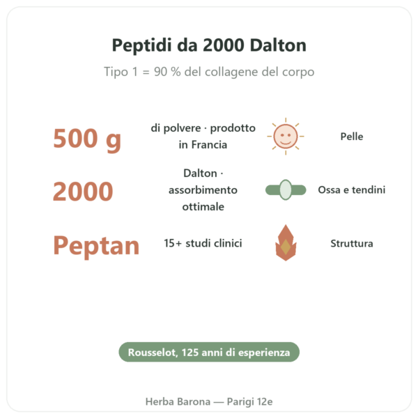 Collagene Peptide Tipo 1 Manzo 500g – Nutrimuscle benefici e dati chiave Paris Herba Barona