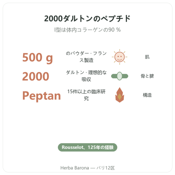 Nutrimuscle コラーゲンペプチド タイプ1 牛由来 500g benefits and key facts Paris Herba Barona