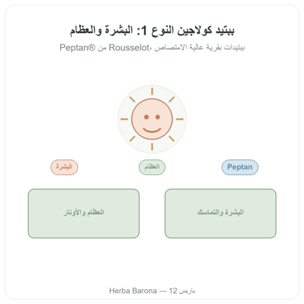 كولاجين ببتيد نوع 1 من لحم البقر 500 غ – Nutrimuscle عرض المنتج Paris Herba Barona