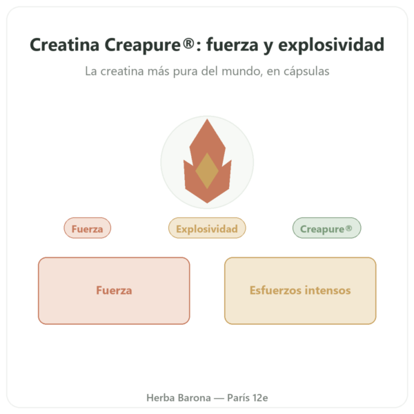 Creatina monohidrato Creapure® – Dynveo – 180 cápsulas presentación Paris Herba Barona